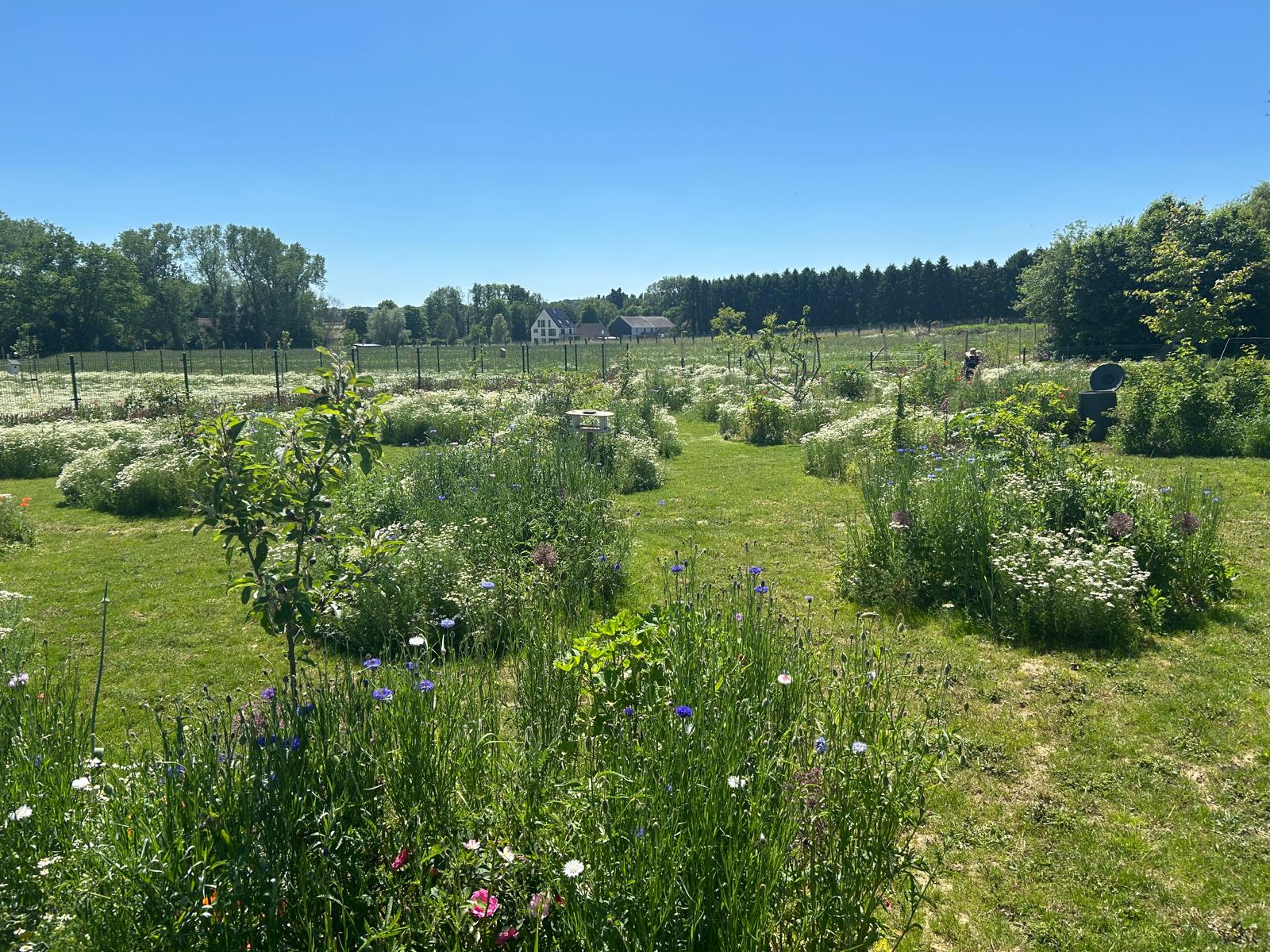 Bloemenweide met korenbloemen en jonge fruitbomen