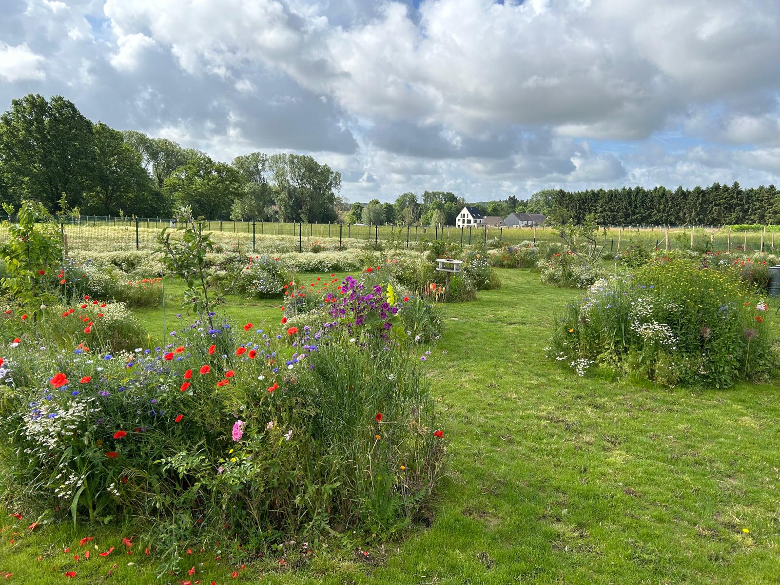 Overzicht van de kleurrijke bloemenweiden op de testsite
