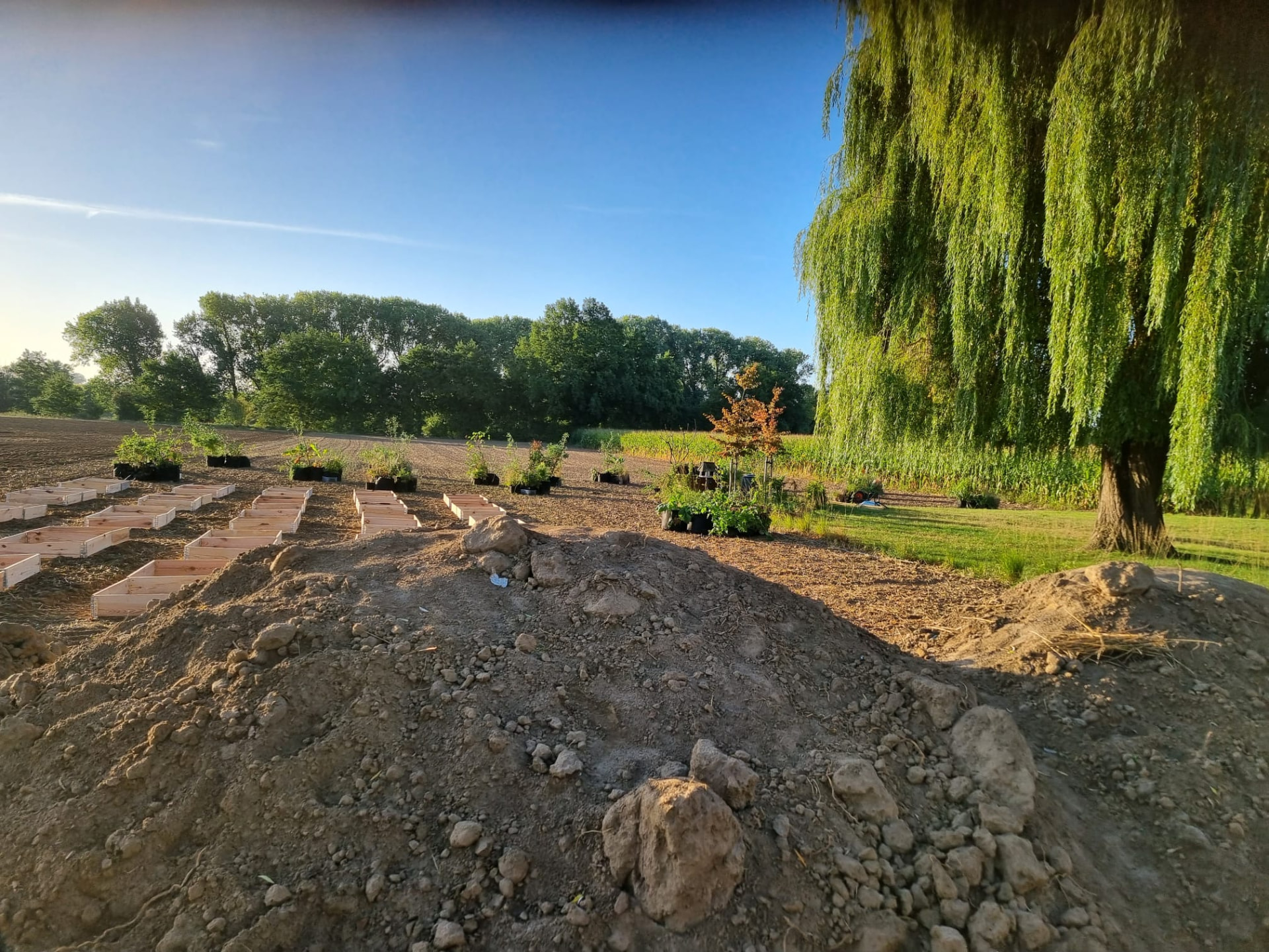 Plantgoed en houten plantbakken klaargezet op het terrein bij zonsopgang