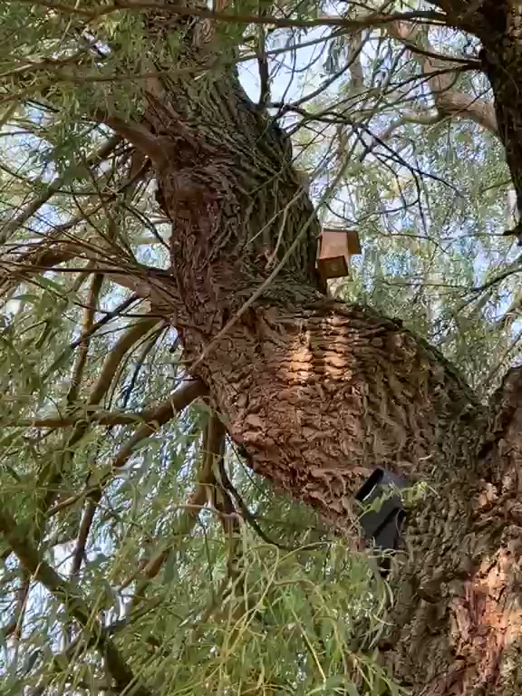 Nestkast en vleermuizenkast samen in dezelfde boom