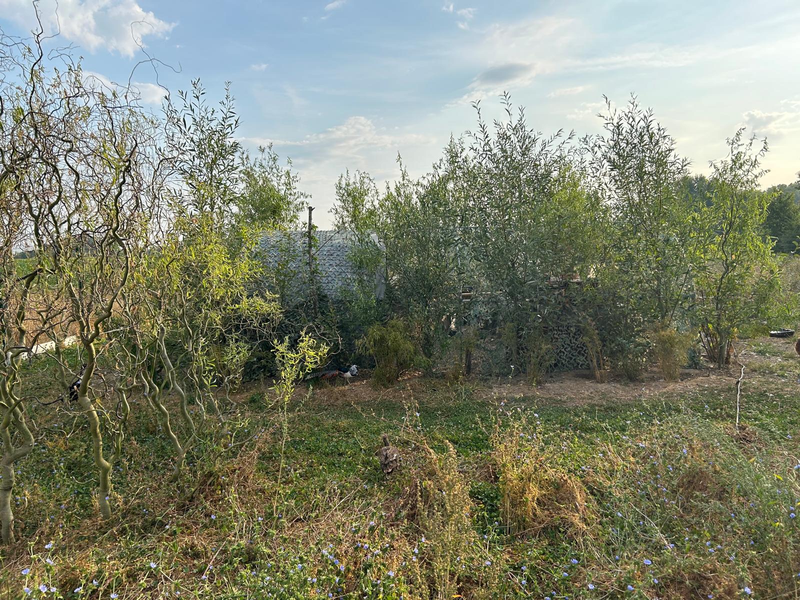 Natuurlijke schuilplaatsen tussen wilgen en ruigte