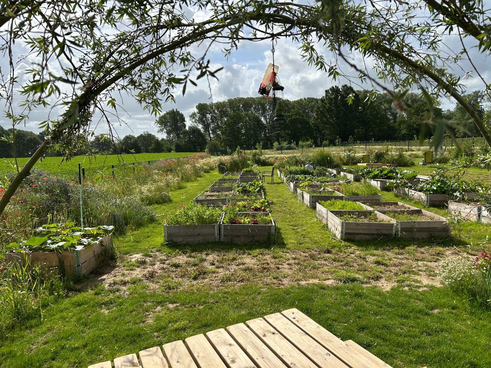 Rijen plantbakken met de bloemenweide op de achtergrond