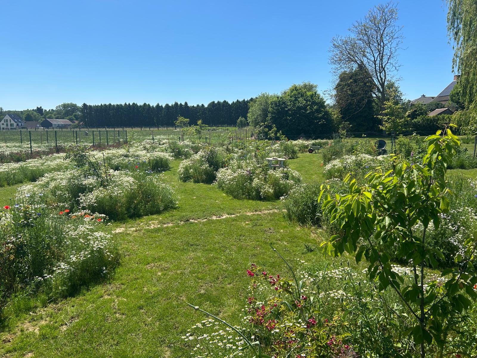 Overzicht van de bloemenweiden richting de hoeve