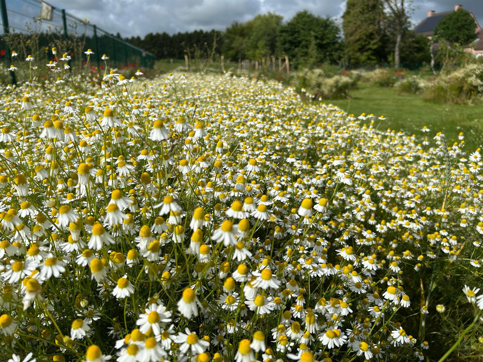 Dichte kamillezee in de bloemenweide langs het pad