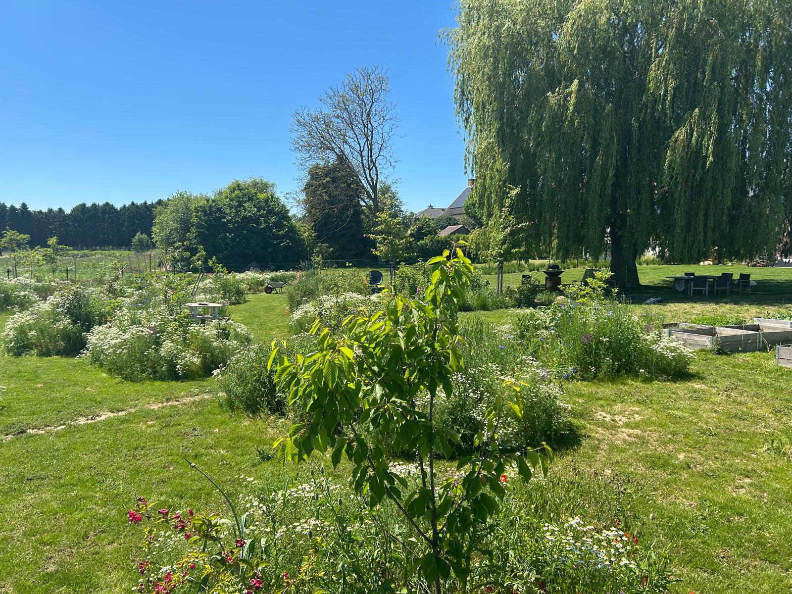 Bloemenweiden onder de treurwilg op de testsite
