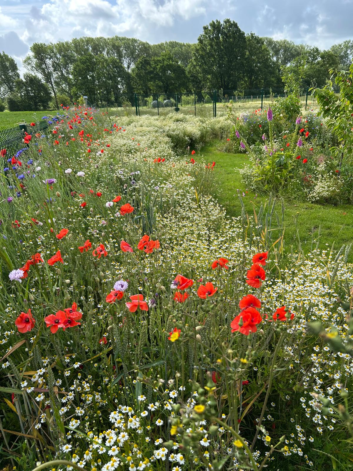 Bloemenstrook met klaprozen, korenbloemen en vingerhoedskruid langs de perceelrand