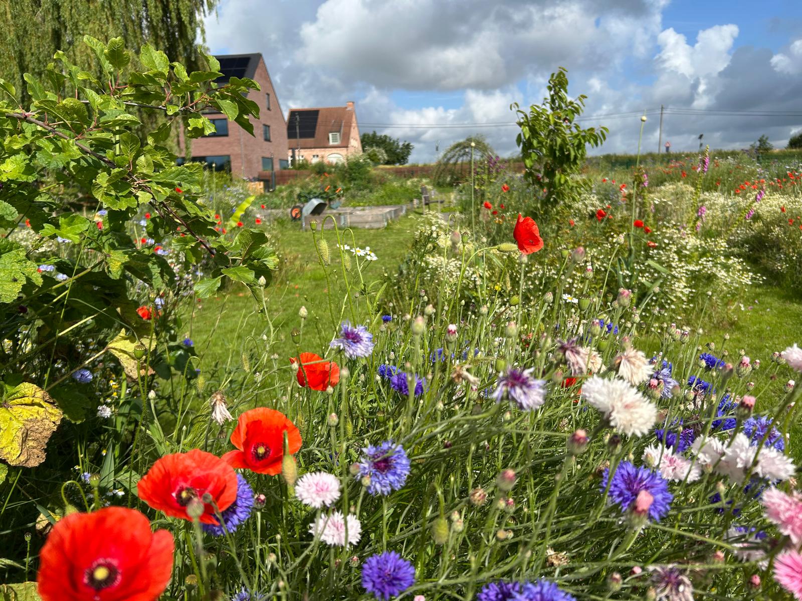 Klaprozen en korenbloemen in volle bloei bij de gemaaide paden