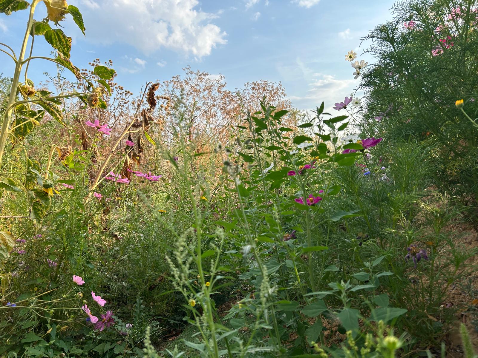 Bloeiende planten in de verwilderde natuurhoek