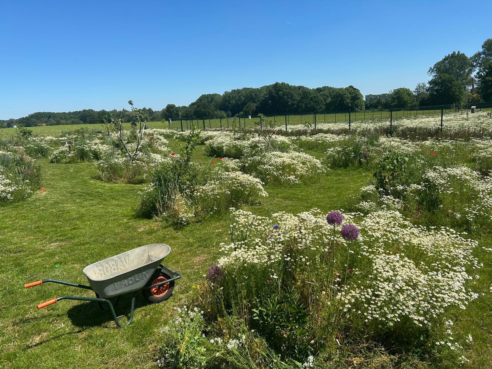 Bloemenvakken met sierlook tussen gemaaide graspaden