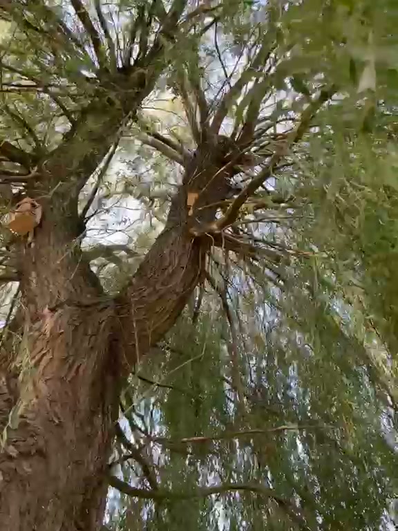 Twee nestkasten in de kruin van een oude wilg