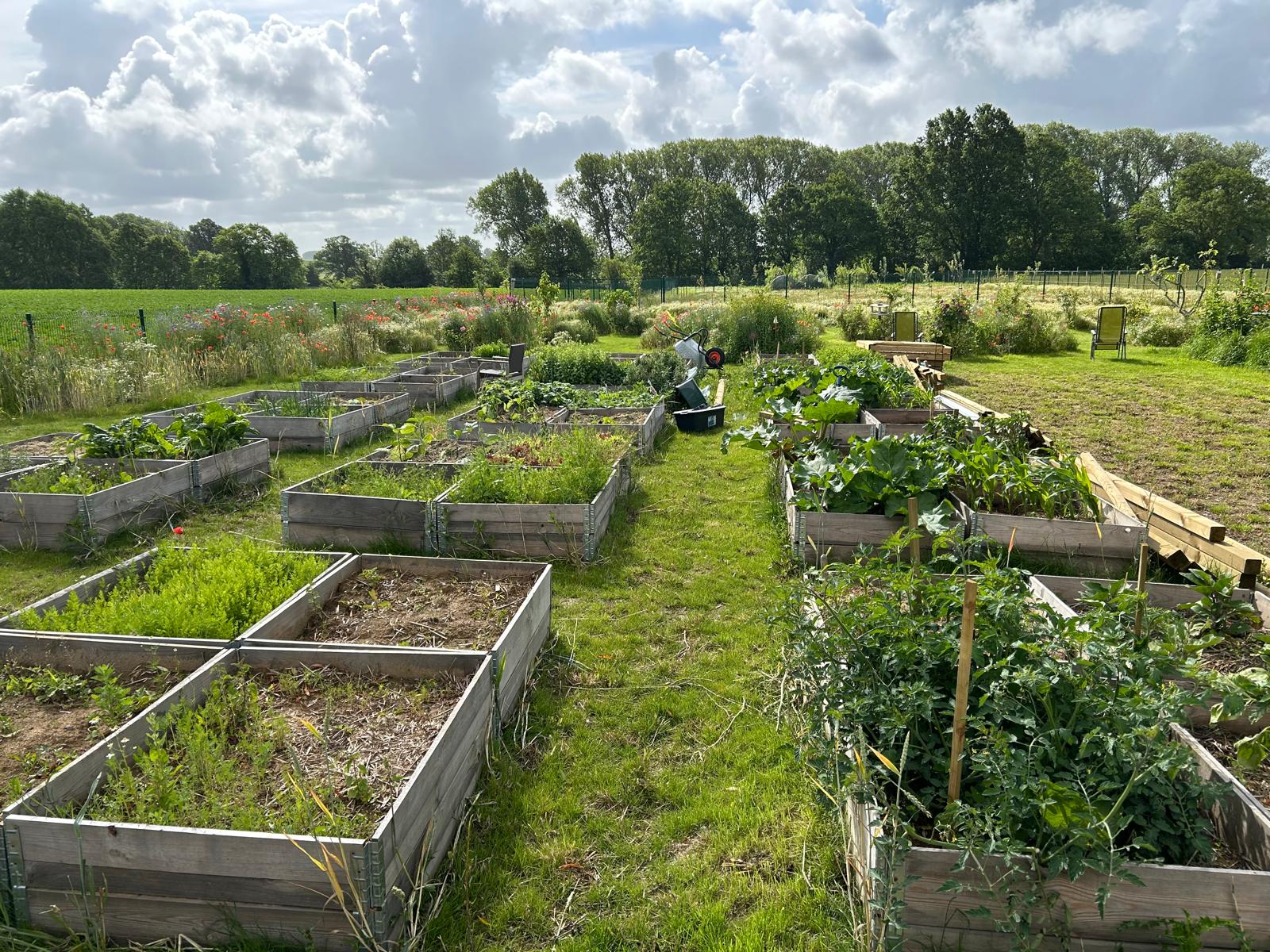 Plantbakken met groenten naast de bloemenweide