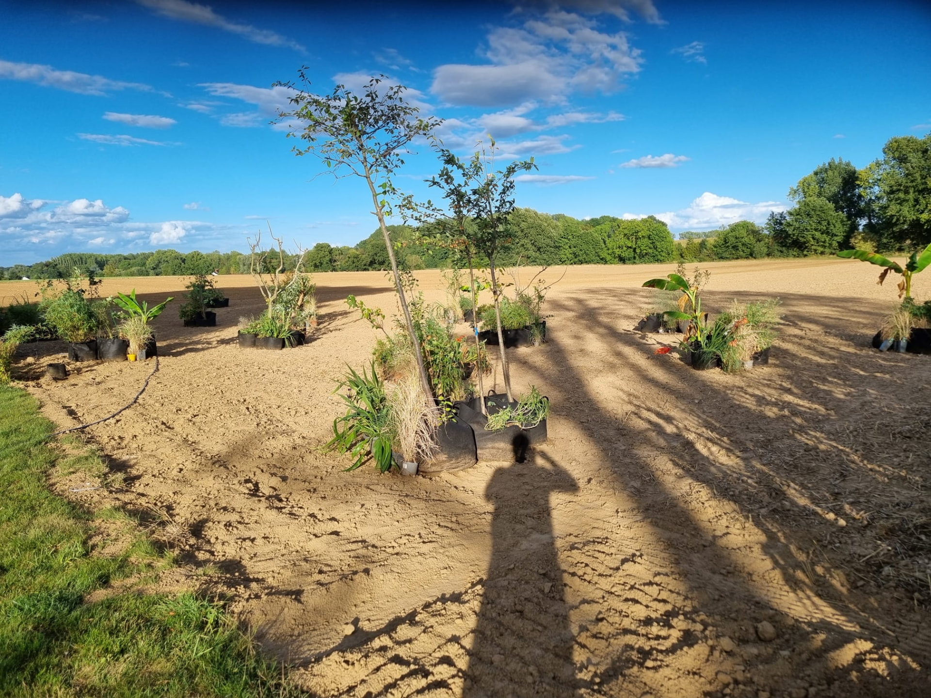 Eerste plantvakken met jonge bomen in het open akkerland