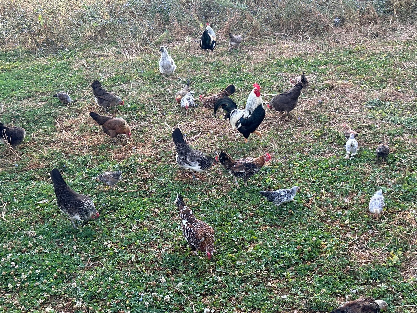 Overzicht van de tomen krielen en kuikens op het grasland