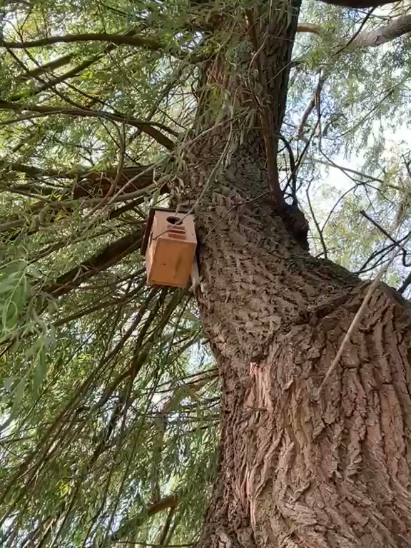 Houten mezenkast hoog in een treurwilg op de testsite