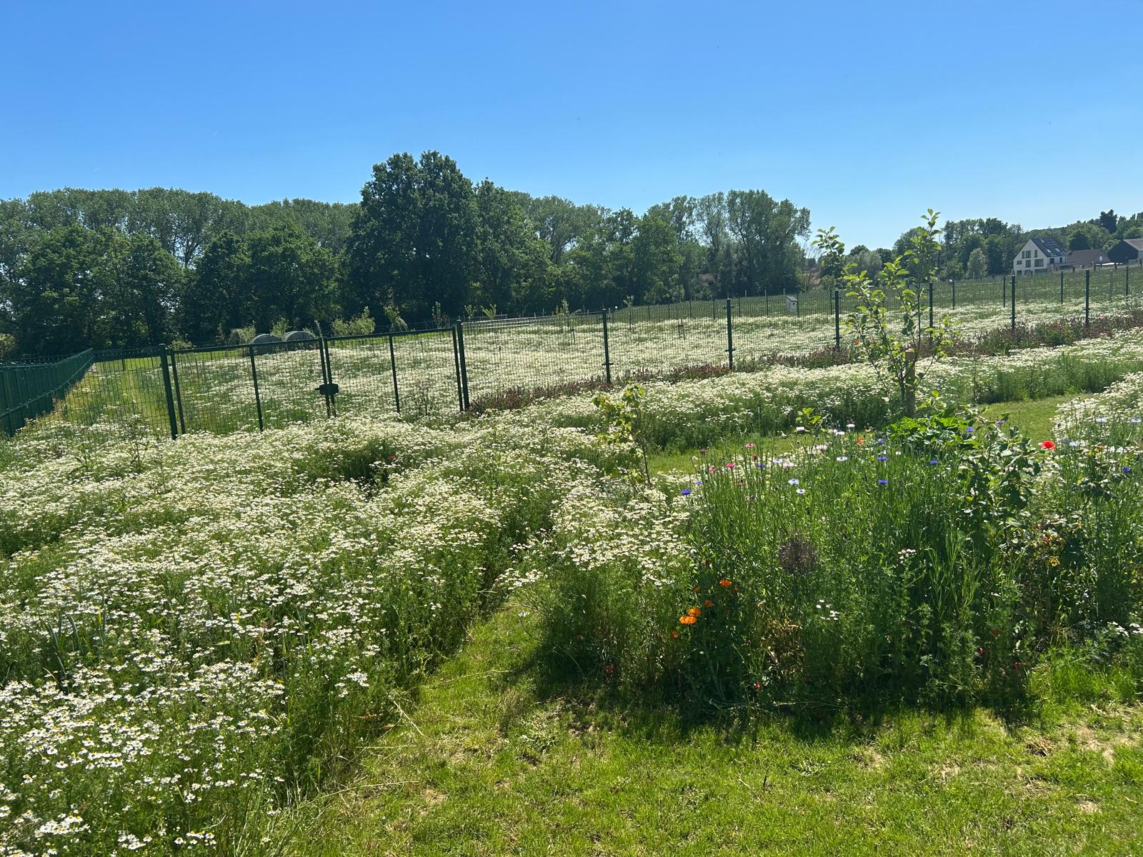 Witte bloemenzee langs de perceelrand