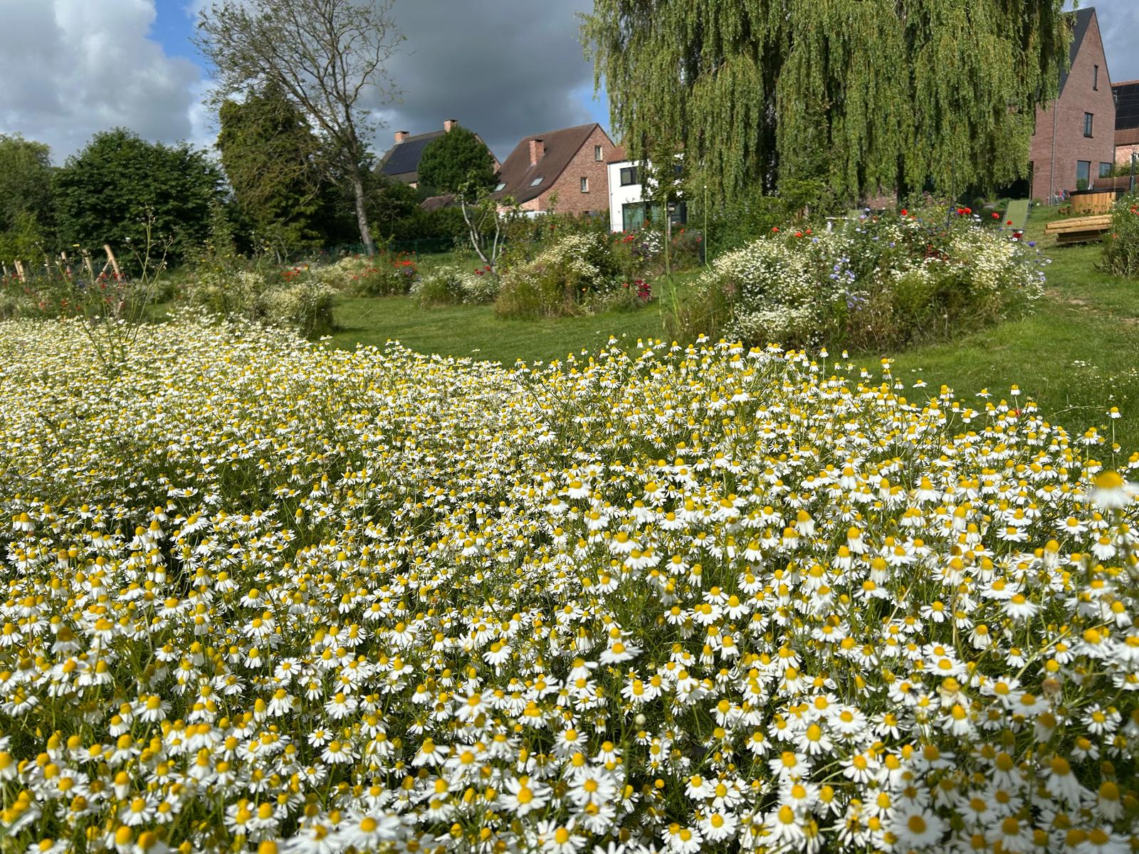 Bloemenweide onder de treurwilg met zicht op de hoeve