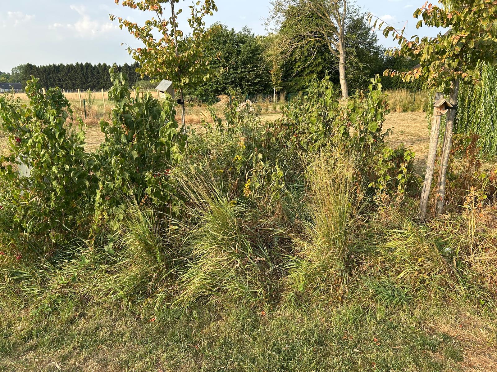Dichte natuurhoek met struiken, grassen en jonge bomen