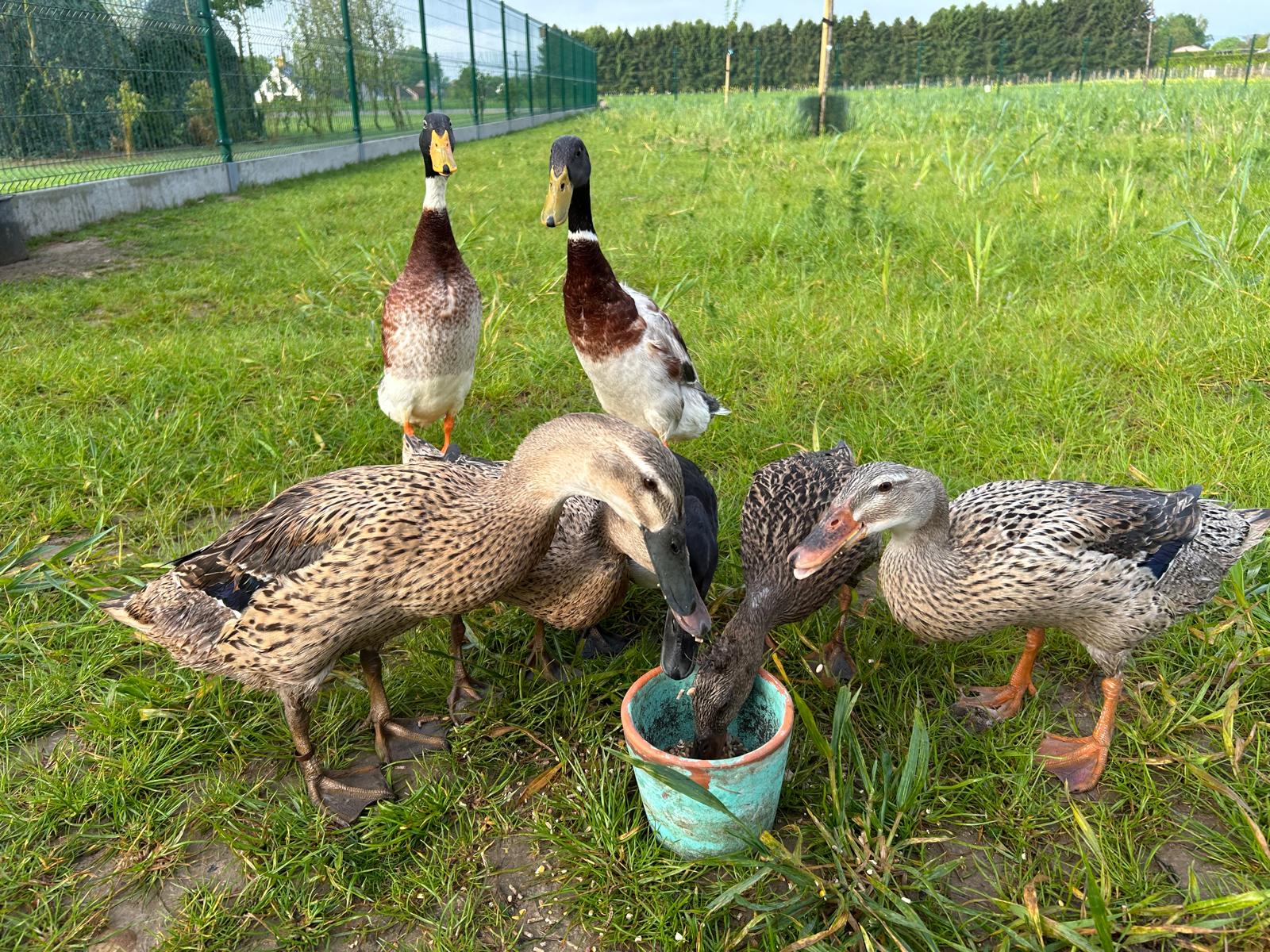 Loopeenden rond een voederpotje in de wei bij de testsite