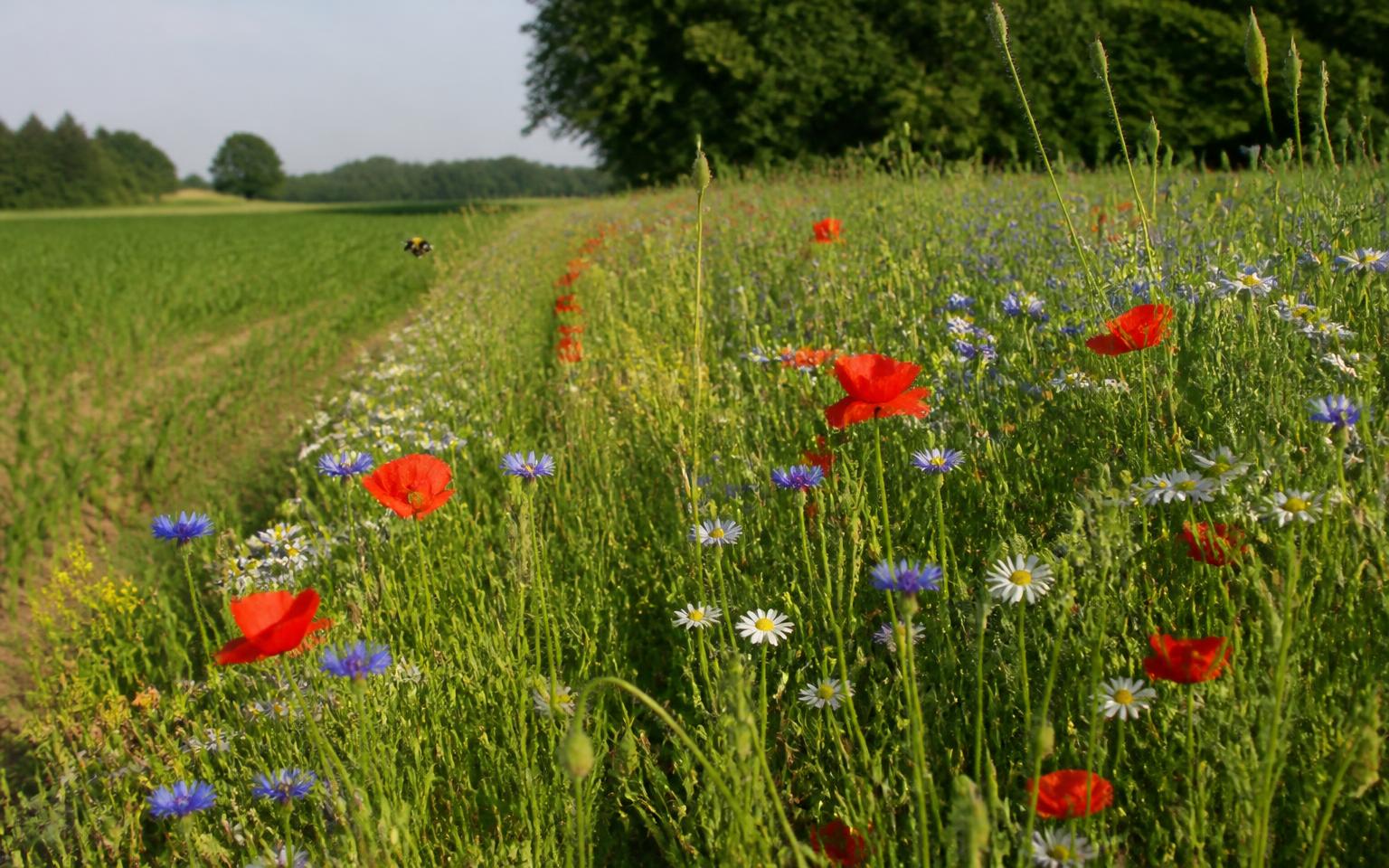 Bloemrijke akkerrand met klaprozen en korenbloemen