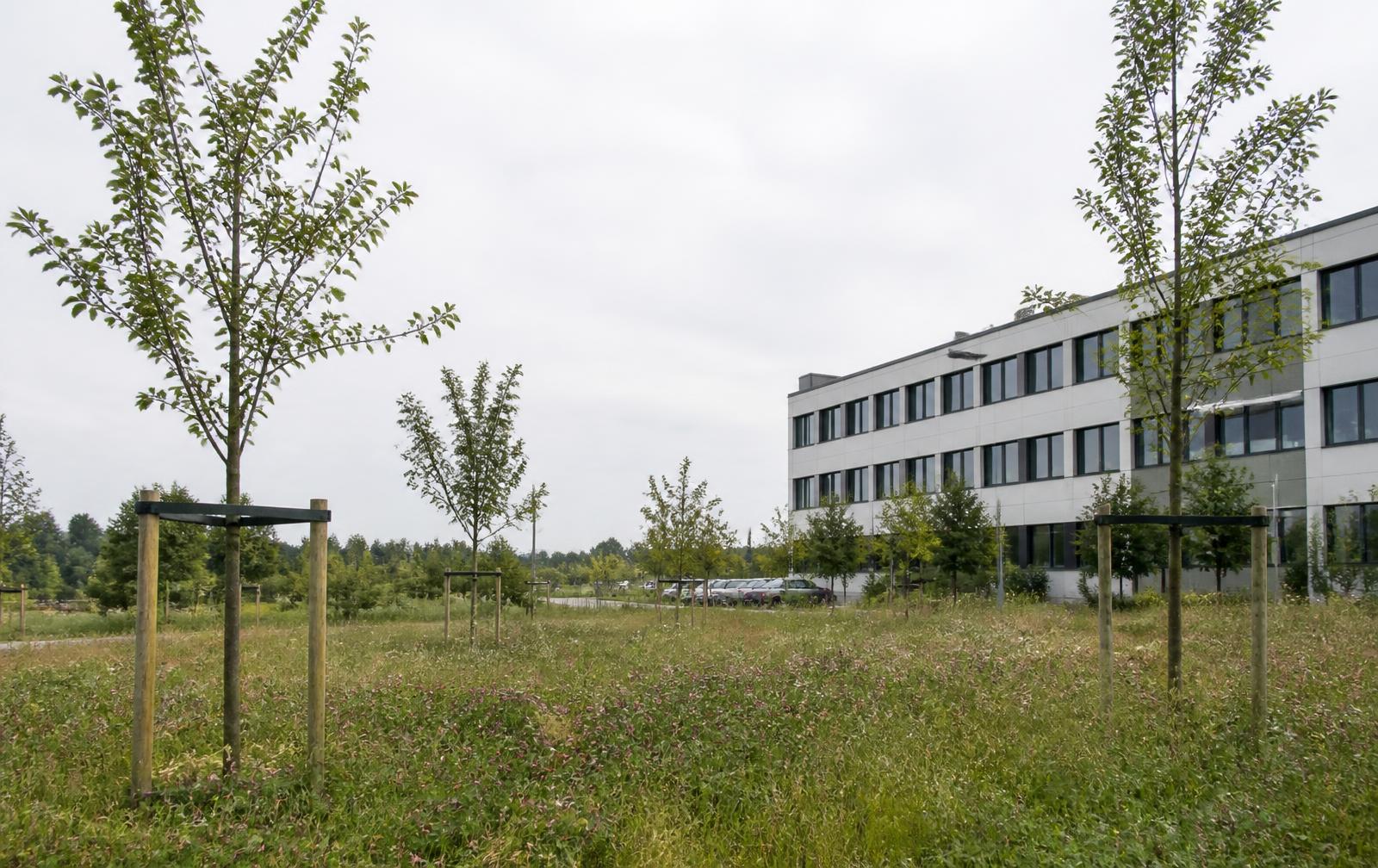 Jonge hoogstamfruitbomen met boompalen in een ruw beheerde graszone naast een bedrijfsgebouw