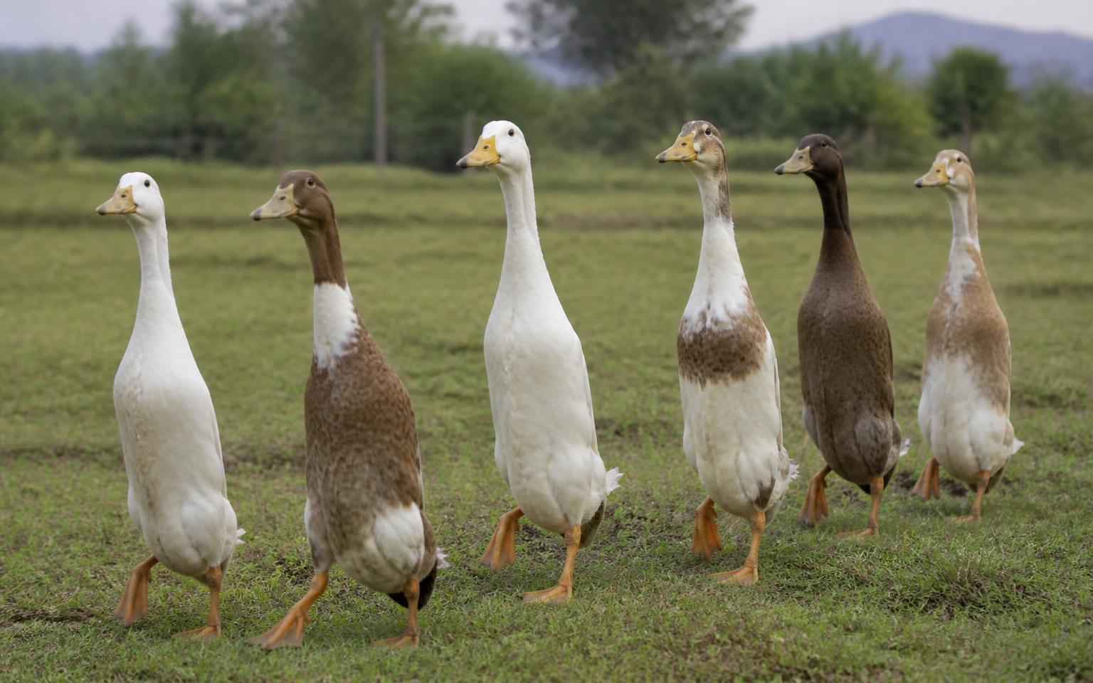 Groep Indische loopeenden op een grasland