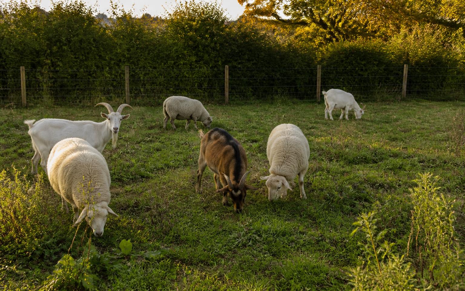 Schapen en geiten die grazen in een natuurperceel