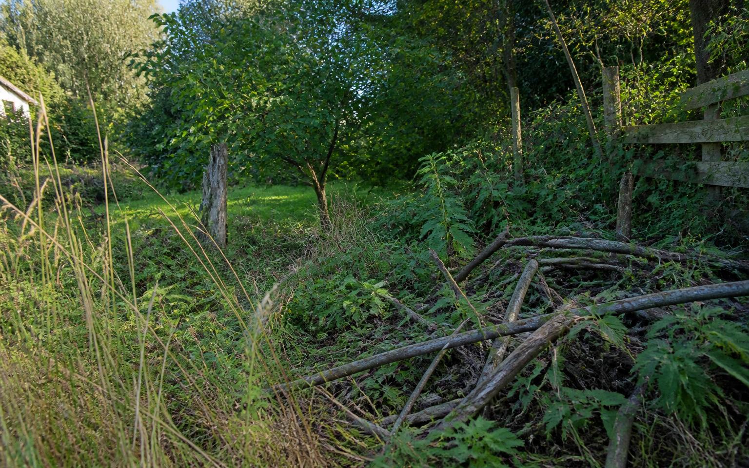 Verwilderde hoek met takkenhoop, brandnetels en ruigte