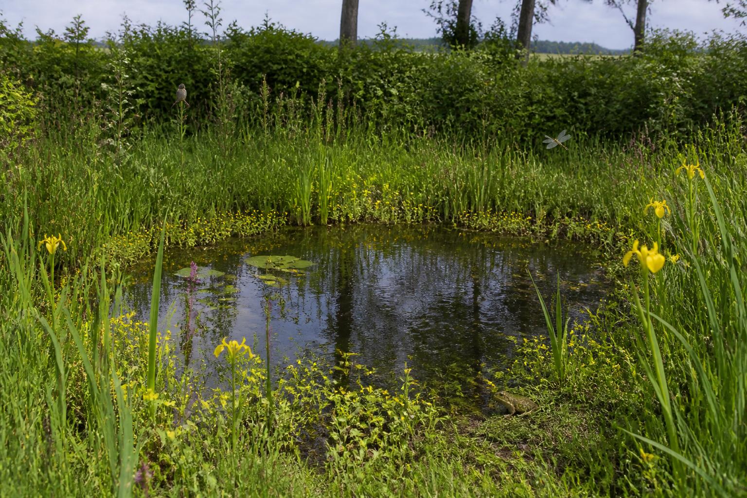 Kleine natuurpoel met riet, gele lis en veel bloeiende oeverplanten errond