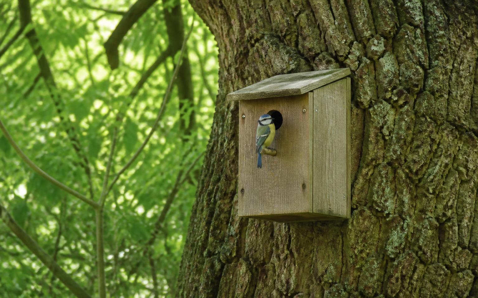 Houten nestkast aan een oude boom met een pimpelmees