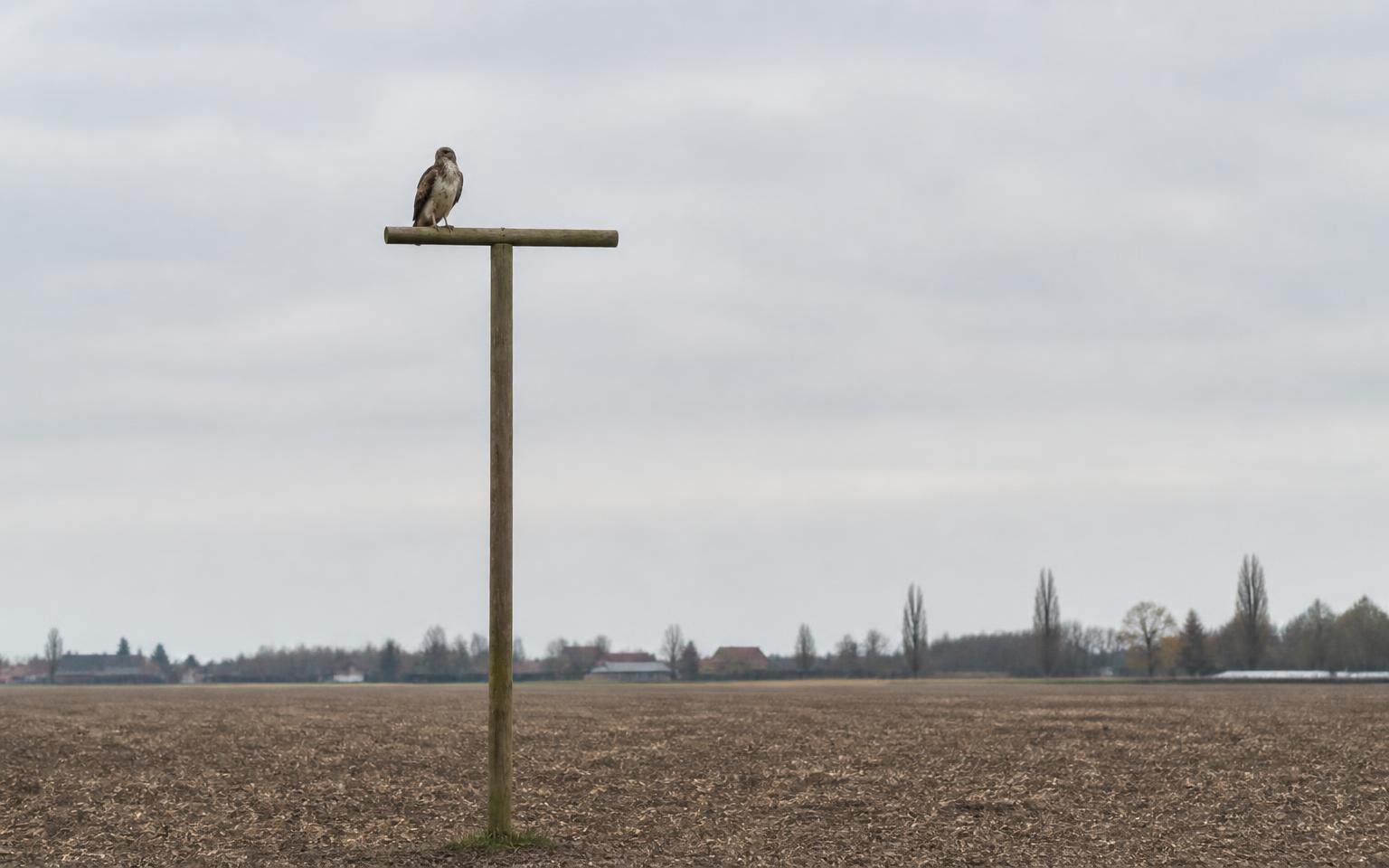 Houten uitkijkpaal met buizerd in een open akkerlandschap